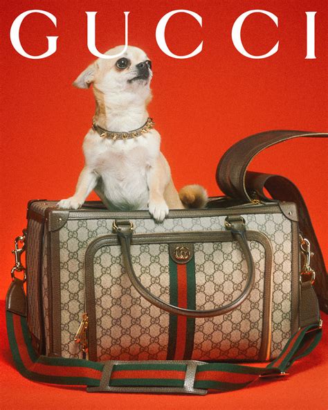 gucci lista colla|gucci dog collection.